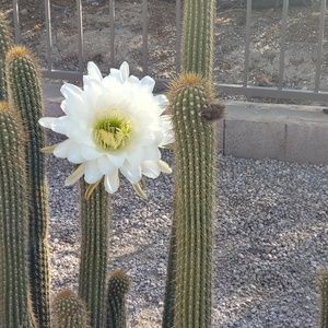 Meet your Posher, Shawne